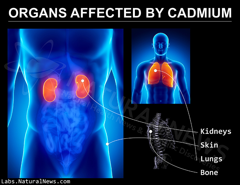 Organs-Affected-by-Cadmium